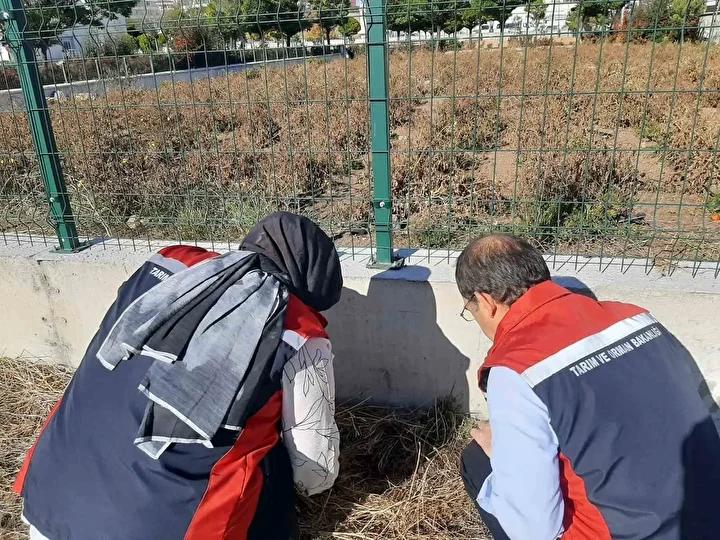 Sivas'ta Kahverengi Kokarca Zararına Karşı Uyarı ve İzleme Çalışmaları