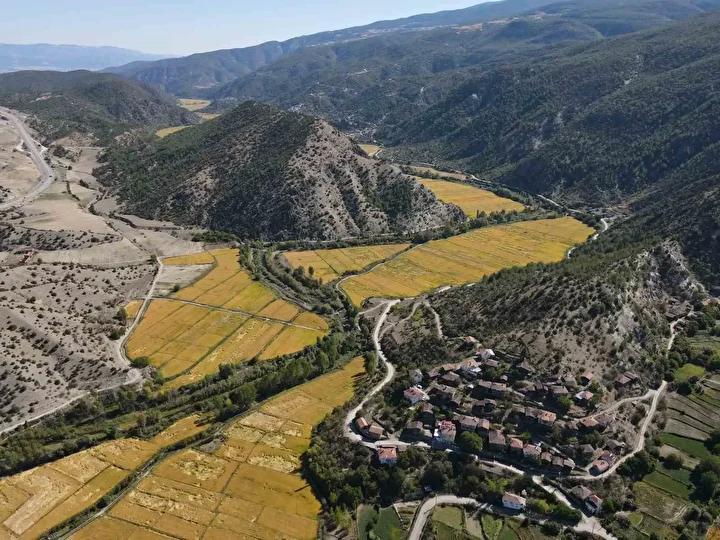 Tosya Çeltik Hasadı ve Üretimin Güncel Durumu