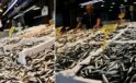 Trabzon Balık Pazarında Hamsi ve Diğer Balık Fiyatları Güncel Durum