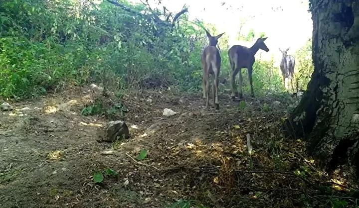 Türkiye'nin Doğal Güzellikleri Arasında Kızılgeyik Görüntüleri