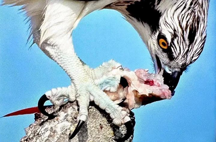 Uluabat Gölü'nde Dev Balık Kartalı Yakından Kameraya Takıldı