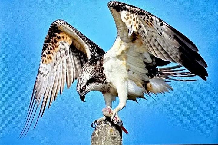 Uluabat Gölü'nde Dev Balık Kartalı Yakından Kameraya Takıldı