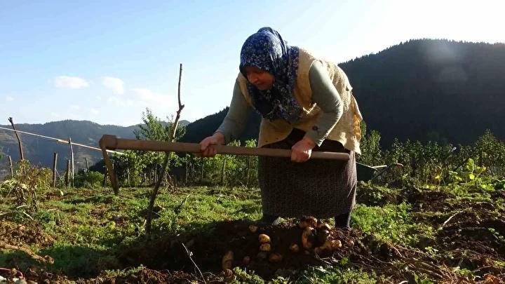 Yayla Patatesinin Önemi ve Ekonomik Katkısı