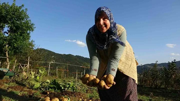 Yayla Patatesinin Önemi ve Ekonomik Katkısı