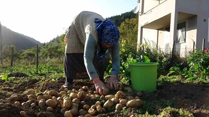 Yaz Kurtaran Patates Hasadı ve Yayla Ekonomisine Katkısı