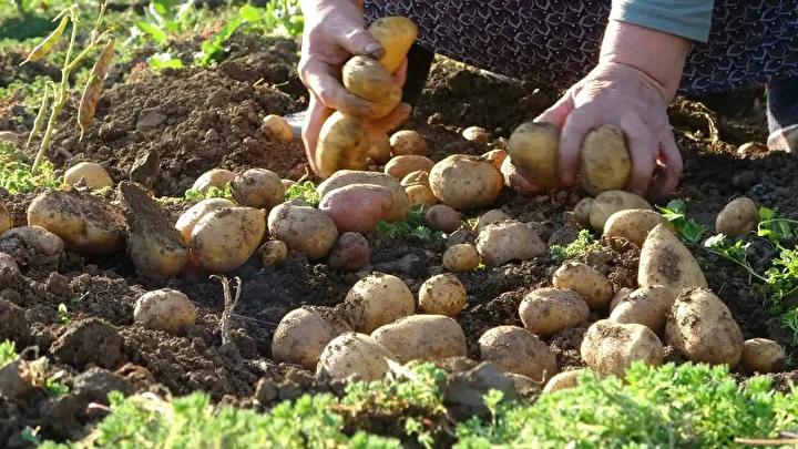 Yaz Kurtaran Patates Hasadı ve Yayla Ekonomisine Katkısı