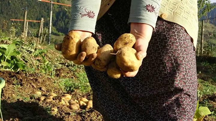 Yaz Kurtaran Patates Hasadı ve Yayla Ekonomisine Katkısı