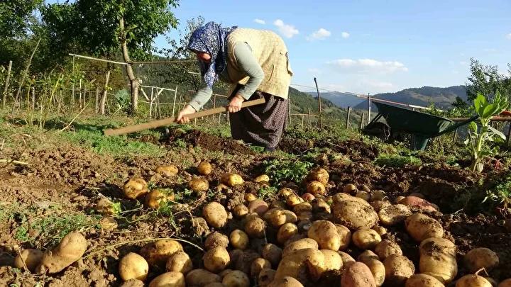 Yaz Kurtaran Patates Hasadı ve Yayla Ekonomisine Katkısı