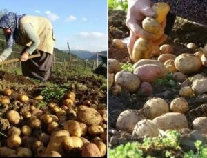 Yaz Kurtaran Patates Hasadı ve Yayla Ekonomisine Katkısı