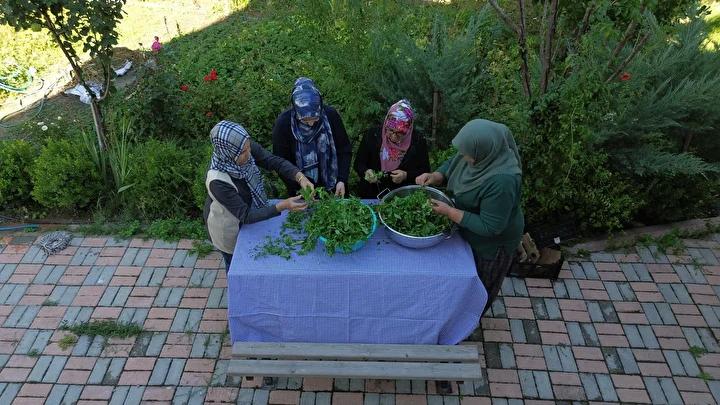 Yenipazar'da Naneli Pekmez Üretimi ve Kadınların Geleneksel Girişimi