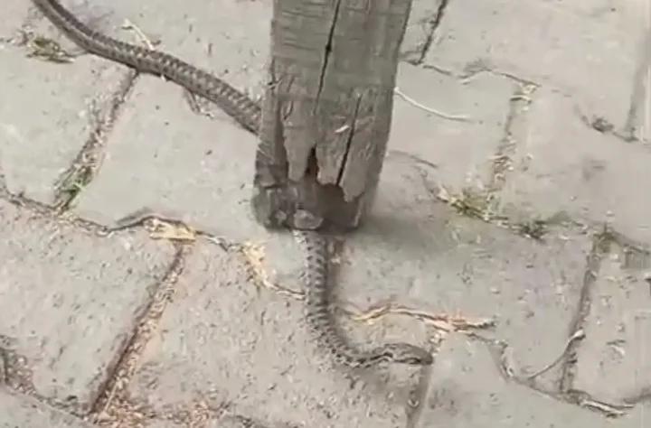 Yılanın Yakalanıp Doğaya Salınması