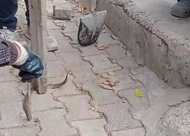 Yılanın Yakalanıp Doğaya Salınması