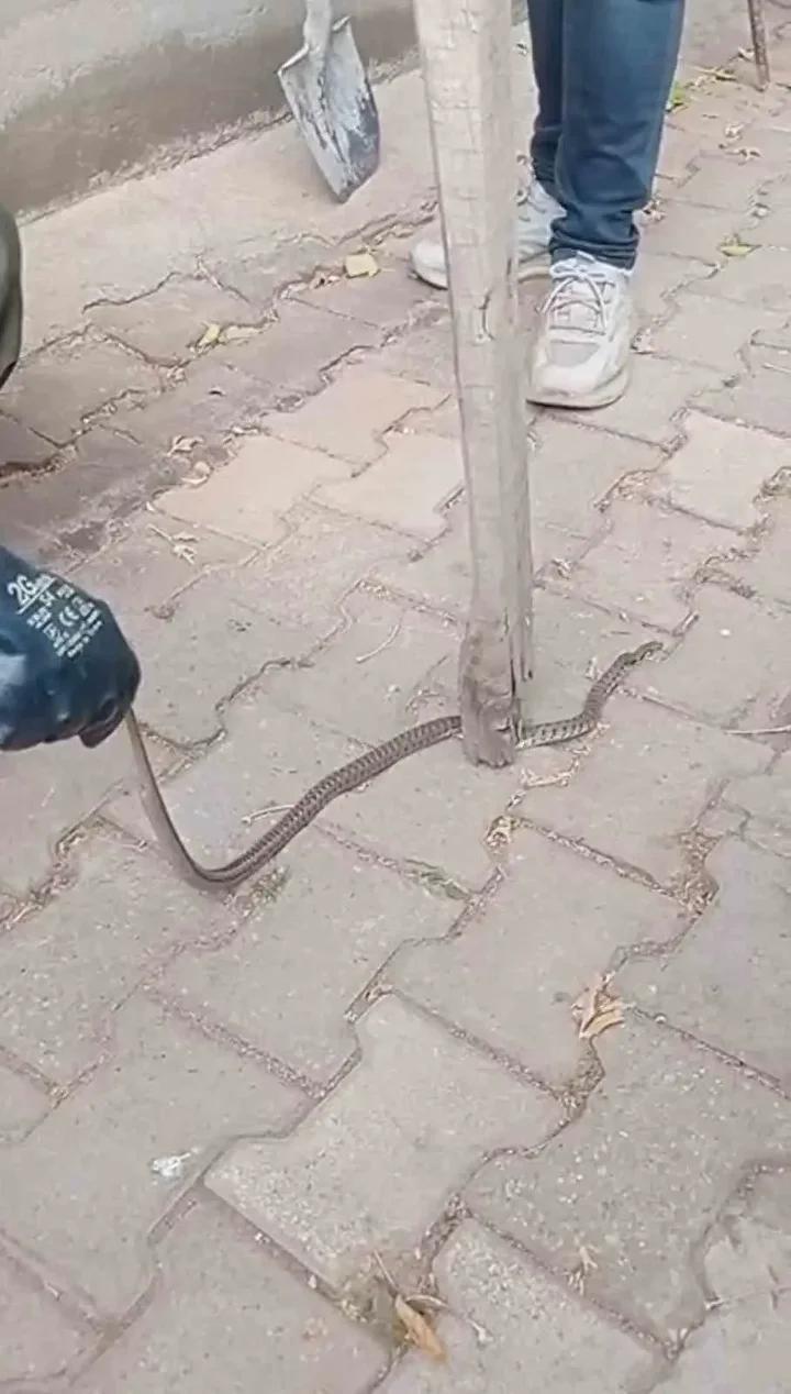 Yılan Tehdidi Sonrasında Mahallede Hayvan Sevgi Dolu Yaklaşım