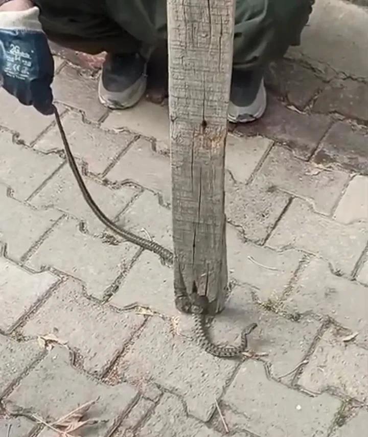 Yılan Tehdidi Sonrasında Mahallede Hayvan Sevgi Dolu Yaklaşım