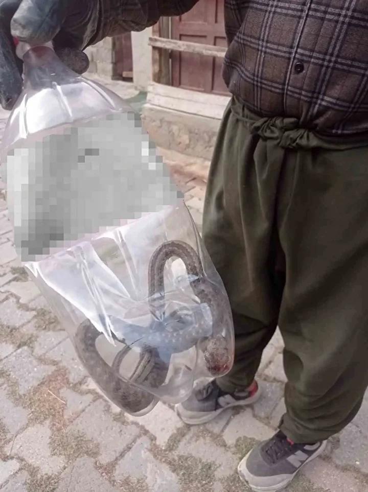 Yılan Tehdidi Sonrasında Mahallede Hayvan Sevgi Dolu Yaklaşım