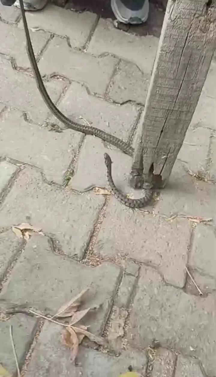 Yılan Tehdidi Sonrasında Mahallede Hayvan Sevgi Dolu Yaklaşım