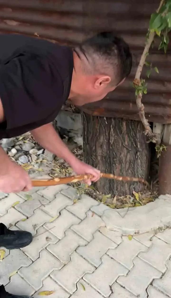 Yılan Tehdidi Sonrasında Mahallede Hayvan Sevgi Dolu Yaklaşım