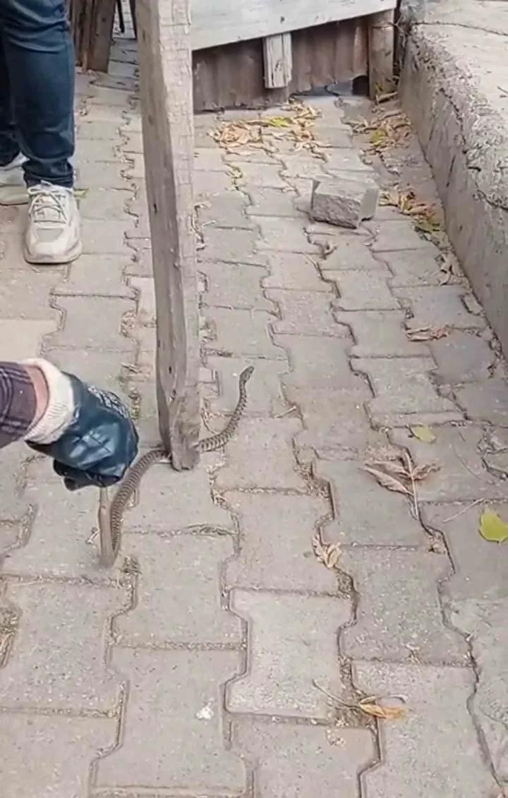 Yılan Tehdidi Sonrasında Mahallede Hayvan Sevgi Dolu Yaklaşım