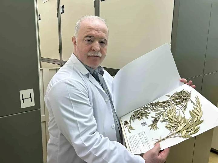 Zeytinlerin Bilimsel ve Mitolojik Anlamı