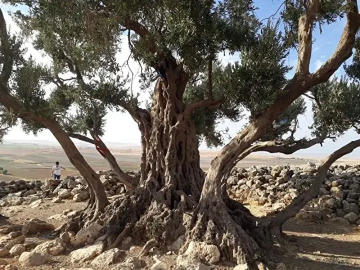 Zeytinlerin Bilimsel ve Mitolojik Anlamı