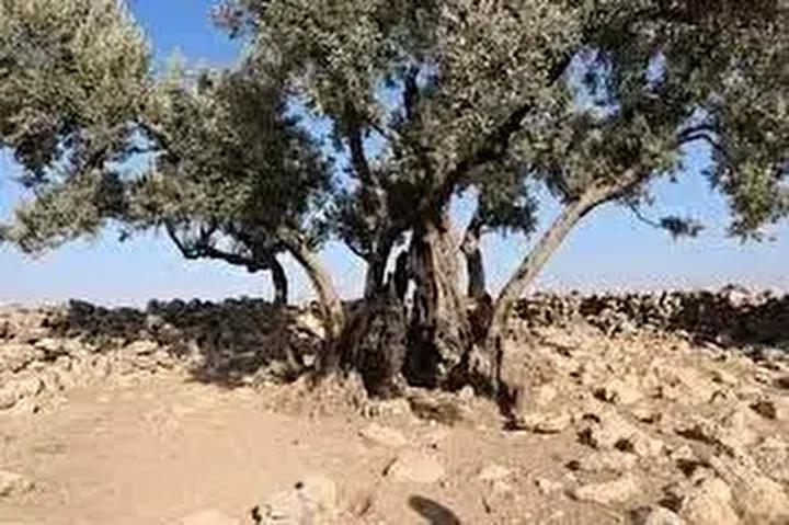 Zeytin Ağacının Yetiştiği Yer ve Önemi