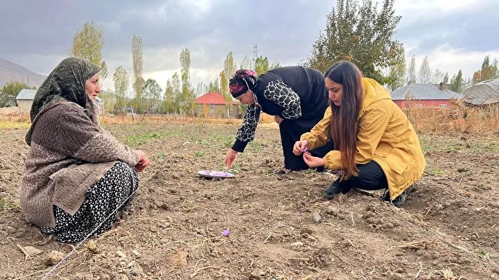 Yüksekova Kadınlarından Safran Ekimiyle Tarımsal Yeni Bir Dönem 2 Safranın Piyasa Potansiyeli ve Kadınların Katkısı