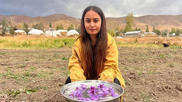 Yüksekova Kadınlarından Safran Ekimiyle Tarımsal Yeni Bir Dönem 3 Yüksekova Kadınlarından Safran Ekimiyle Tarımsal Yeni Bir Dönem