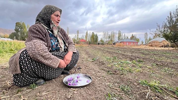 Yüksekova Kadınlarından Safran Ekimiyle Tarımsal Yeni Bir Dönem 5 Yüksekova Kadınlarından Safran Ekimiyle Tarımsal Yeni Bir Dönem