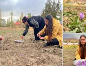 Yüksekova Kadınlarından Safran Ekimiyle Tarımsal Yeni Bir Dönem