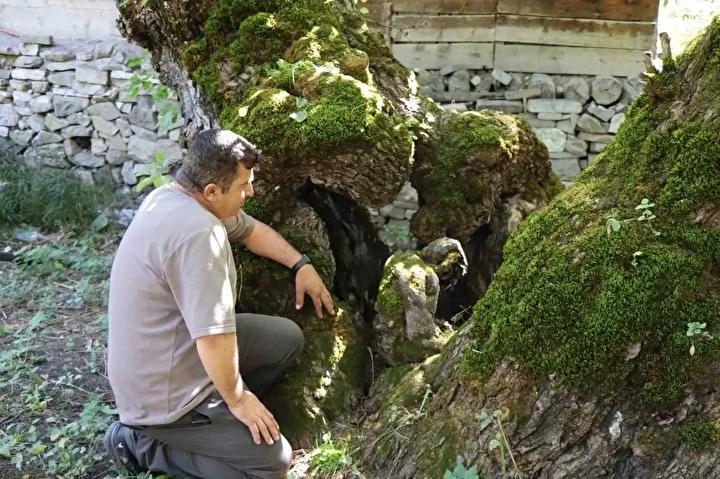 Nüfuzlu Bölgelerden Yüzyıllık Dut Ağacı ve Anlamı