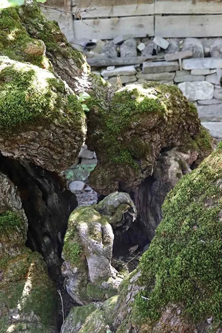Yüzyıllık Dut Ağacında İlginç Doğal Figür Keşfi