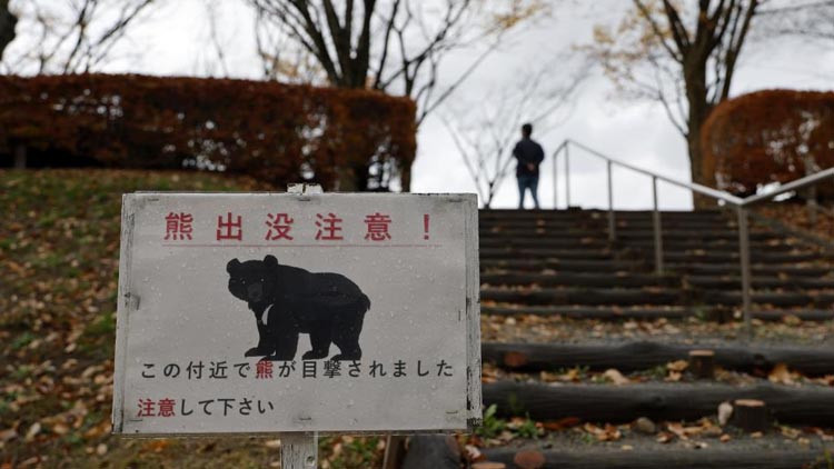 Japonya’dan Ayı Sigortası