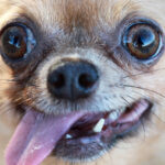 Kopeklerde Kurt Geni Izleri Kesfedildi