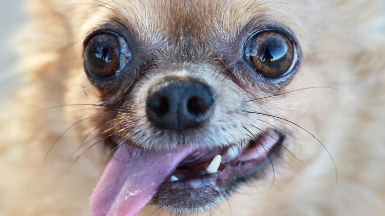 Köpeklerde Kurt Geni İzleri Keşfedildi