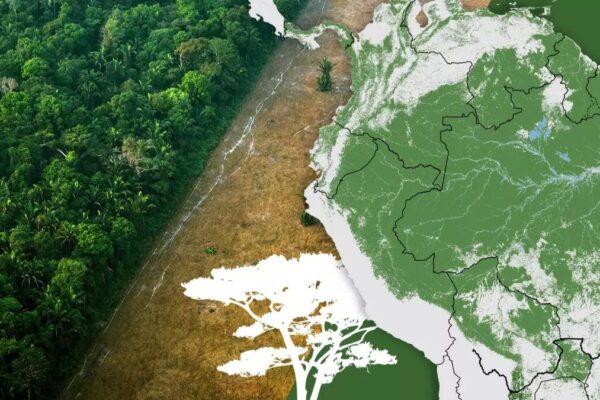 Amazon Ormanları Tehdit Altında: COP30 Belem’de Küresel İklim Mücadelesi ve Yağmur Ormanlarının Geleceği