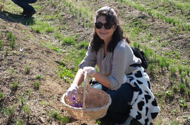 Anadoludakiler Projesi'nde Safran Hasadı Etkileyici Anlara Sahne Oldu 2 Anadoludakiler Projesi'nde Safran Hasadı Etkileyici Anlara Sahne Oldu