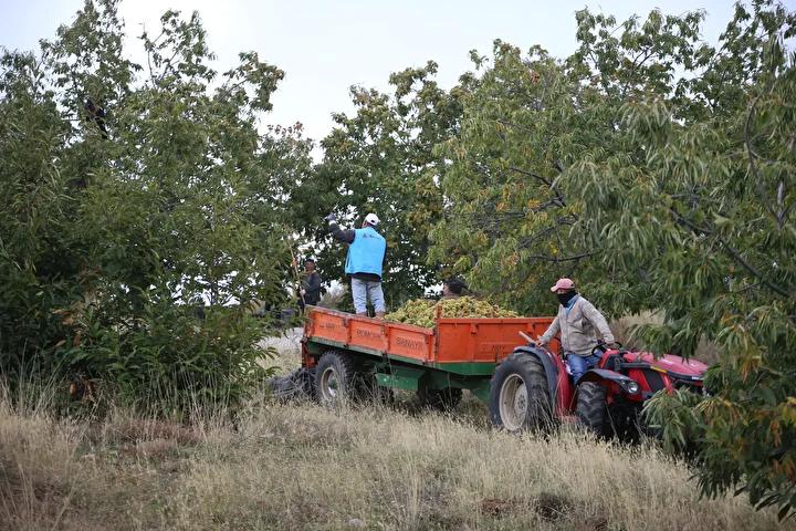 Antalya’da Aileden Gelen Gelenekle Tarımda Büyük Başarı