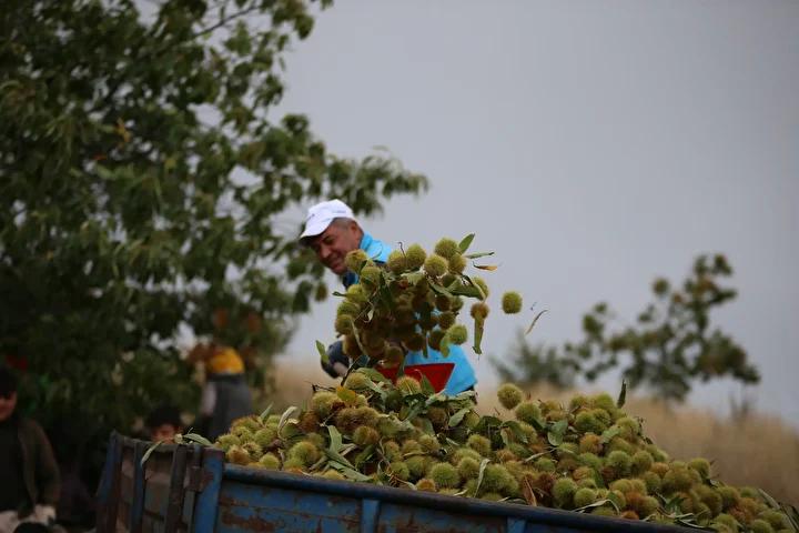 Antalya’da Aileden Gelen Gelenekle Tarımda Büyük Başarı