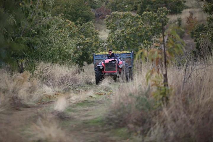 Antalya’da Aileden Gelen Gelenekle Tarımda Büyük Başarı