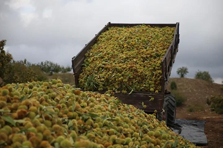 Antalya’da Aileden Gelen Gelenekle Tarımda Büyük Başarı