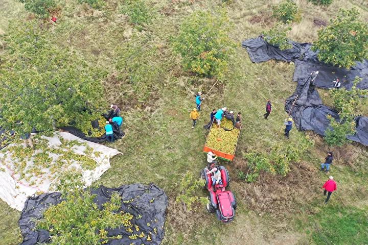 Antalya’da Aileden Gelen Gelenekle Tarımda Büyük Başarı