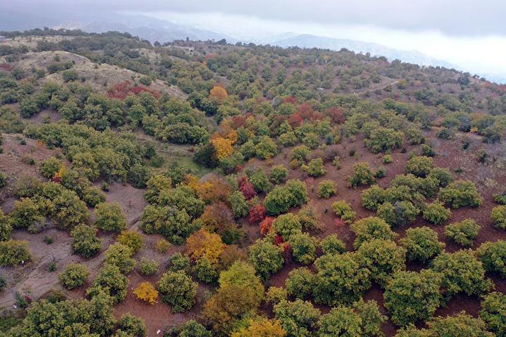 Antalya’da Aileden Gelen Gelenekle Tarımda Büyük Başarı