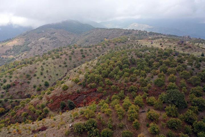 Antalya’da Aileden Gelen Gelenekle Tarımda Büyük Başarı