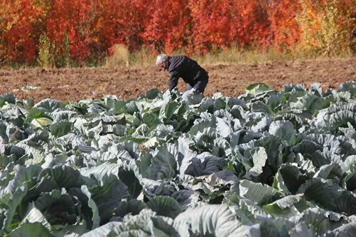 Gerçek Ata Tohumu Kendisine Ait