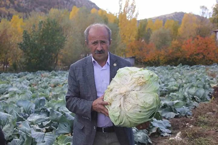 Ata Tohumlarıyla Yetiştirilen Lahana Hasadı Başladı