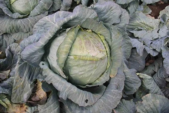 Ata Tohumlarıyla Yetiştirilen Lahana Hasadı Başladı