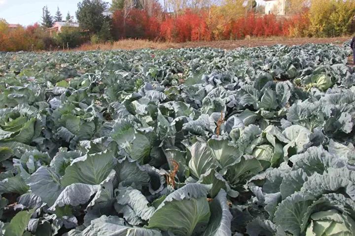 Ata Tohumlarıyla Yetiştirilen Lahana Hasadı Başladı