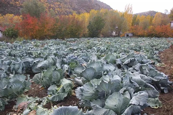 Ata Tohumlarıyla Yetiştirilen Lahana Hasadı Başladı
