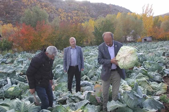 Ata Tohumlarıyla Yetiştirilen Lahana Hasadı Başladı