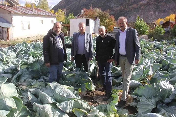 Ata Tohumlarıyla Yetiştirilen Lahana Hasadı Başladı